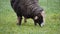 Black sheep with horns grazing fresh grass