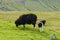 Black sheep and lamb looking to camera, Faroe Islands