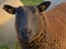 Black sheep looking at you ovis aries