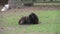 Black sheep lying on the ground.