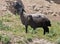 Black sheep on pasture