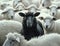 Black sheep standing out in a crowd of white sheep