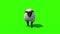 Black Sheep Walkcycle Front Green Screen 3D Rendering Animation