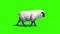 Black Sheep Walkcycle Side Green Screen 3D Rendering Animation