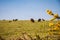 Black sheeps on Chausey island, Brittany, France