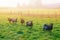 Black sheeps standing on grass and looking camera