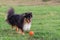 Black sheltie catching orange ball on green grass