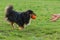 Black sheltie playing on green grass with orange ball