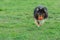 Black sheltie playing with orange bal