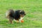 Black sheltie playing with orange ball on grass