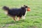Black sheltie playing with orange ball on green grass