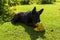 Black shepherd dog gnaws torn soccer ball on green lawn in summer