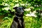 Black Shepherd Dog Keeping Watch in his Yard with stunned look during summer.