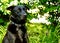 Black Shepherd Dog Keeping Watch in his Yard with stunned look during summer.