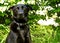 Black Shepherd Dog looking at camera his backyard with stunned look during summer.