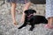 Black shepherd dog with pink halti leash lying on pebbles next to her owner