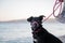 Black shepherd dog with pink leash sitting on the beach