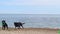 Black shepherd dogs play on the seashore with green rings.