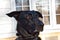 Black Shepherd mixed-breed rescue dog poses with funny look on his face in front yard.