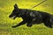 Black Shepherd puppy on leash