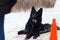 Black shepherd, winter training