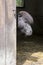 Black shetland pony hidden in horse stablle