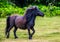 Black Shetland pony trots across paddock