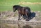 Black Shetland pony on a watering place