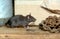 Black or Ship rat, Rattus rattus