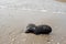 A black shoe on a beach sand thrown out from the sea waves. Symbol of drown man in a dangerous water, also ocean and sea pollution