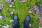 Black shoes standing on moss floor , foliage