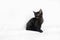 Black shorthair cat