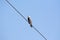 Black shoulder kite in wildlife conservation and wetlands areas of punjab Pakistan