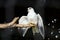 Black-shouldered Kite