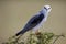 Black-shouldered Kite