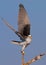 Black Shouldered Kite