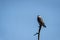 Black shouldered kite or black winged kite perched on branch of a tree with blue sky background during winter migration at forest