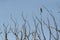 Black shouldered kite or black winged kite perched on branch of a tree with blue sky background during winter migration in india