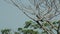 Black Shouldered Kite Eagle 02