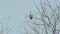 Black Shouldered Kite Eagle 03