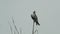 Black Shouldered Kite Eagle 04