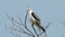 Black Shouldered Kite Eagle Close-up