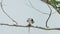 Black Shouldered Kite Eagle Feeding