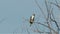 Black Shouldered Kite Eagle in Hot Day