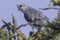 Black-shouldered Kite eating Rat leg