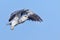 Black-shouldered Kite in flight