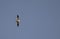 Black Shouldered Kite Flying in the Blue Sky