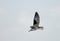 Black-shouldered Kite, Grijze Wouw, Elanus caeruleus