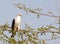 Black-shouldered Kite, Grijze Wouw, Elanus caeruleus vociferus