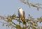 Black-shouldered Kite, Grijze Wouw, Elanus caeruleus vociferus